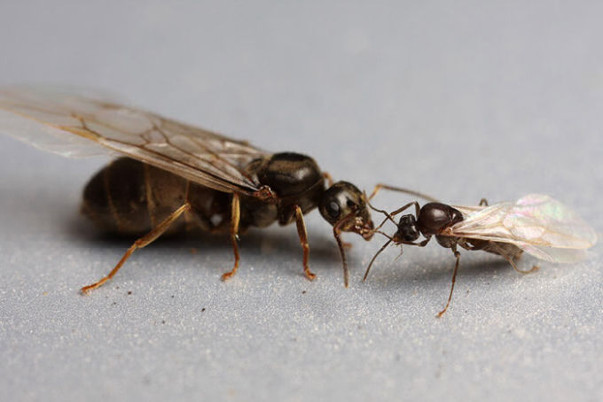 Lasius niger - regina e maschio (queen & male)