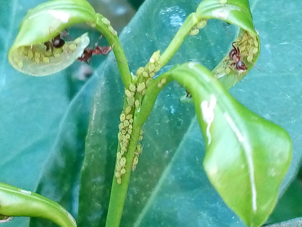 Afidi allevati e accuditi dalle formiche 