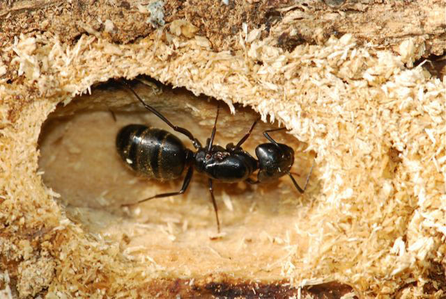 Fondazione claustrale regina di Camponotus