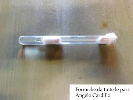 Provetta / Test tube