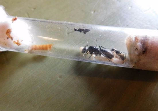 Regina di Camponotus vagus con le prime operaie