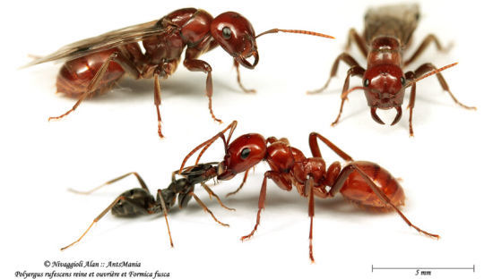 Fondazione parassite obblicate - Polyergus rufescens con Formica fusca