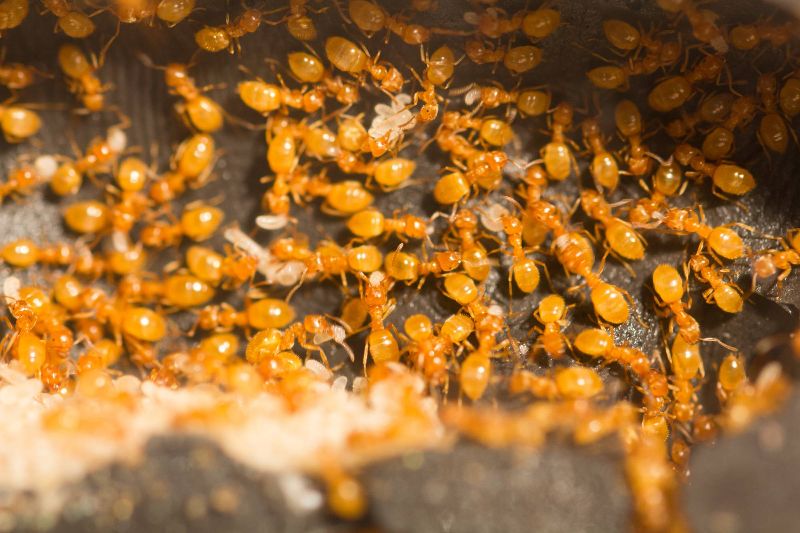 Lasius Umbratus meridionalis