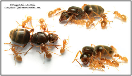 Lasius flavus