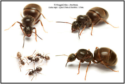 Lasius niger queen & workers