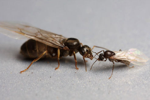 Lasius niger regina e maschio