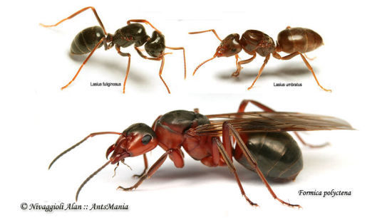 Fondazione parassitaria - Lasius fuliginosus, Lasius umbratus, Formica rufa