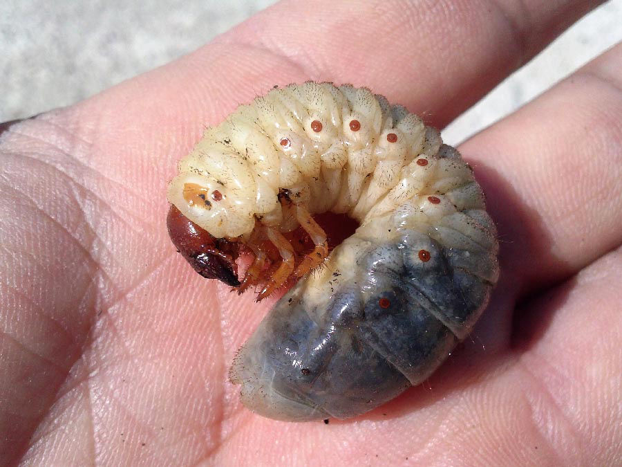 Larva di Maggiolino