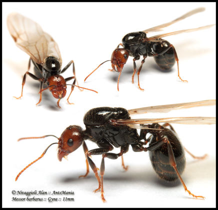 Messor barbarus queen