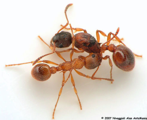 Myrmica