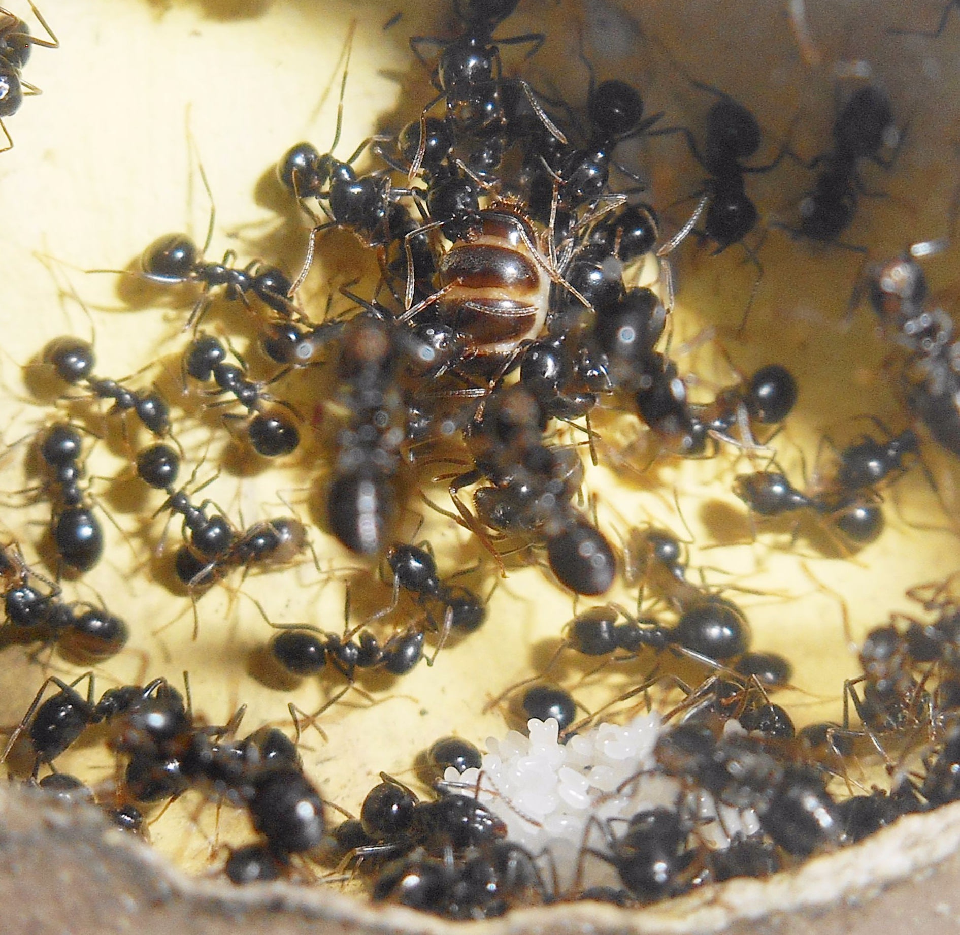 Foto di una giovane colonia di Lasius fuliginosus con Regina, operaie e massa di uova