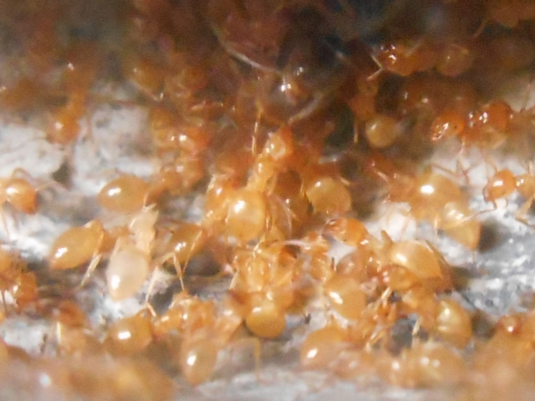 Lasius Chthonolasius meridionalis 