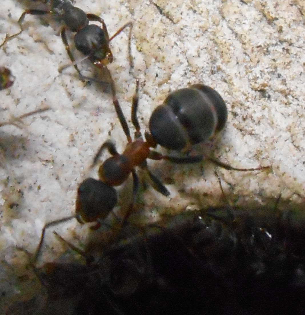 Formica operaia paralugubris da poco sfarfallata attaccata da operaia schiavizzata di F. fusca